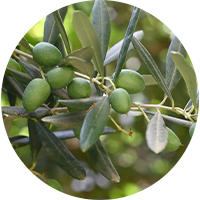 Ekstrak daun zaitun - bahan aktif Glucoformin