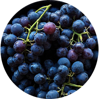Resveratrol - bahan nabati Glucoformin